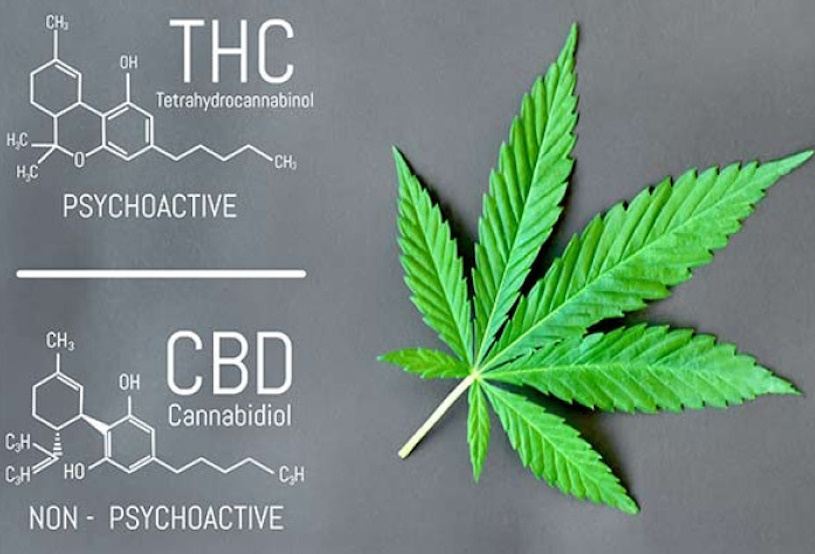 THC vs CBD Details