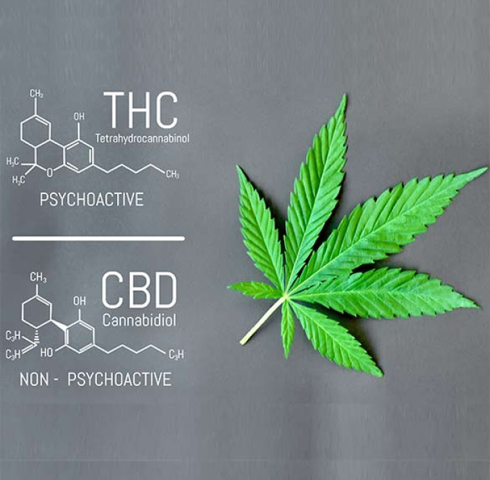 THC vs CBD Facts
